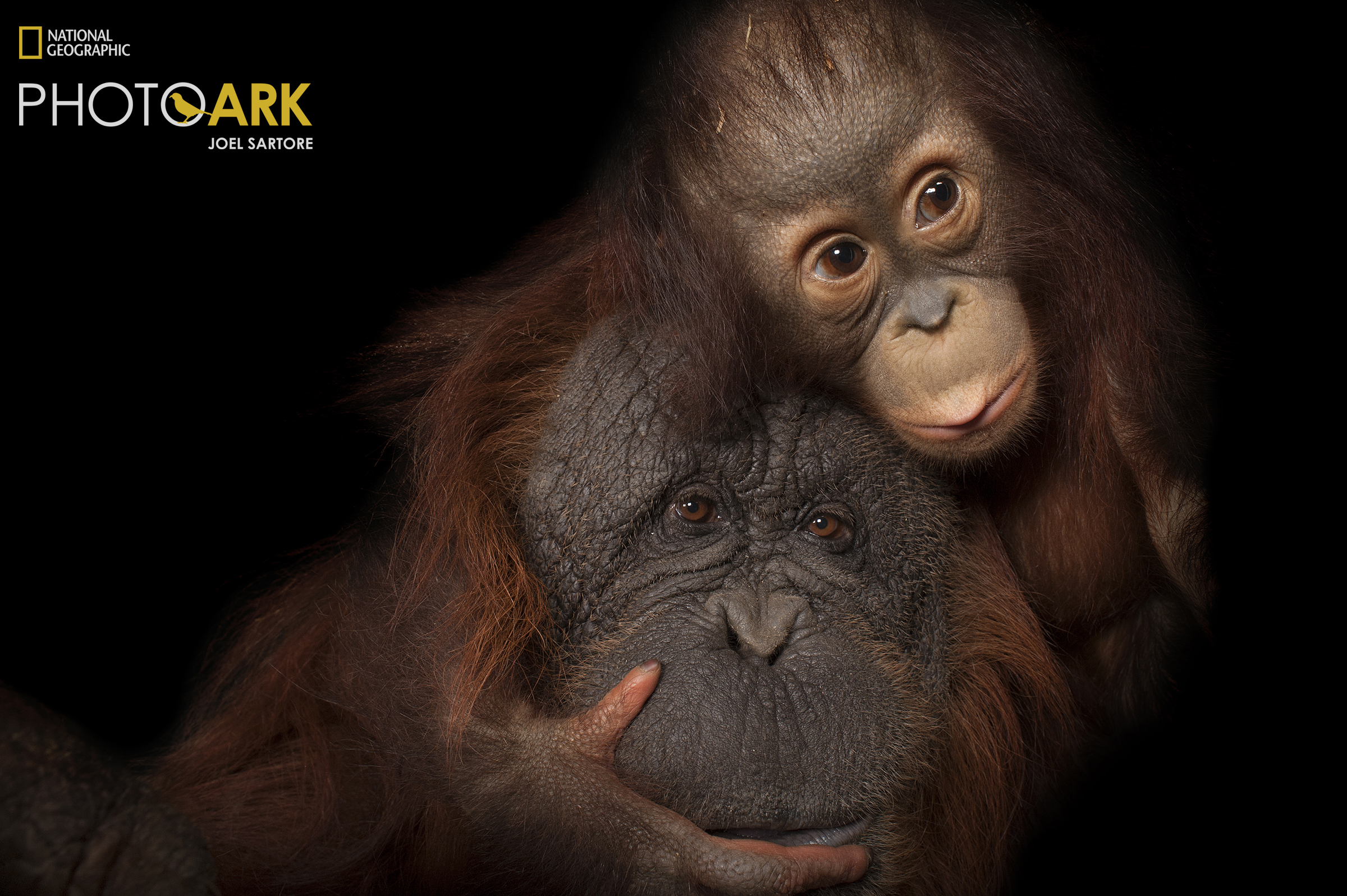 Исчезающие виды животных представили на выставке National Geographic Photo Ark
